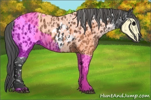 Horse Color:Black Appaloosa  and Black Appaloosa 