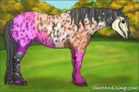 Horse Color:Black Appaloosa and Black Appaloosa