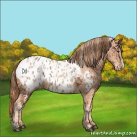 Horse Color:Chestnut Appaloosa and Gold Champagne Appaloosa