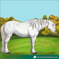 Horse Color:Brown Roan Appaloosa  and Liver Red Roan Pearl Splash Appaloosa 