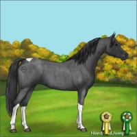 Horse Color:Blue Roan Tobiano