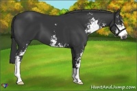 Horse Color:Black Sabino 