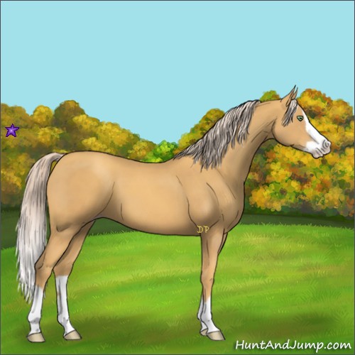 Horse Color:Gold Cream Champagne Splash 