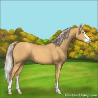 Horse Color:Gold Cream Champagne Splash 