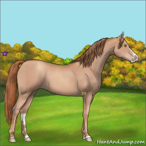 Horse Color:Gold Champagne Splash 
