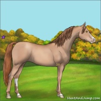 Horse Color:Gold Champagne Splash 