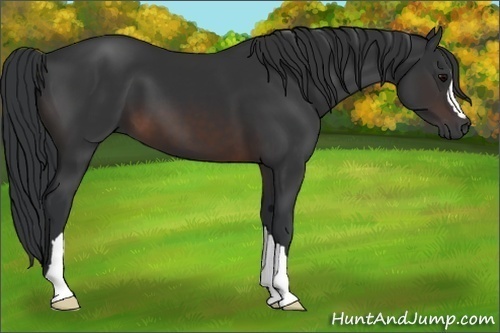 Horse Color:Brown 