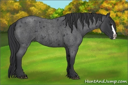Horse Color:Blue Roan Splash 