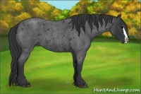 Horse Color:Blue Roan Splash 