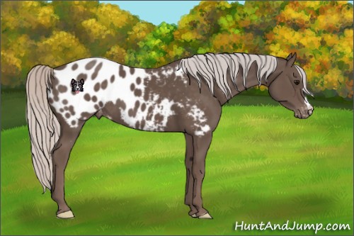 Horse Color:Silver Black Appaloosa 