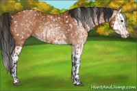 Horse Color:Bay Appaloosa  and Gray Bay Splash Appaloosa 