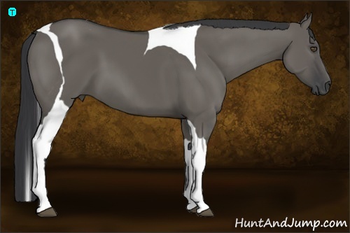 Horse Color:Grullo Tobiano 