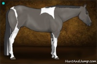 Horse Color:Grullo Tobiano