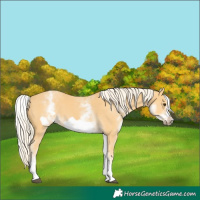 Horse Color:White Spotted Palomino Frame 