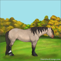 Horse Color:Bay Dun