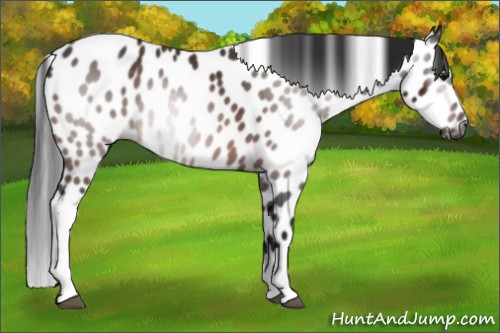 Horse Color:Gray Bay Leopard