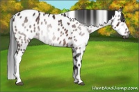 Horse Color:Gray Bay Leopard 