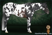 Horse Color:White Spotted Brown Appaloosa 