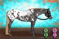 Horse Color:White Spotted Liver Chestnut Blanket