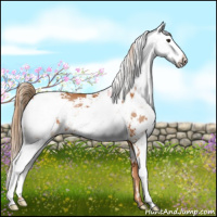 Horse Color:Chestnut Sabino