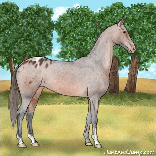 Horse Color:Bay Appaloosa