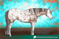 Horse Color:White Spotted Bay Appaloosa  and White Spotted Bay Splash Appaloosa 