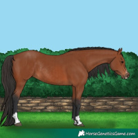 Horse Color:Bay Sabino Rabicano  and Bay Sabino Rabicano 