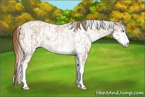 Horse Color:Chocolate Palomino Pearl Sabino Appaloosa Rabicano  and Liver Chestnut Pearl Sabino Appaloosa Rabicano 