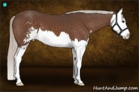 Horse Color:Silver Bay Sabino Splash