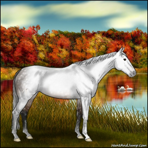Horse Color:Gray Buckskin 