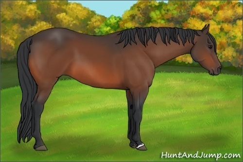 Horse Color:Bay 