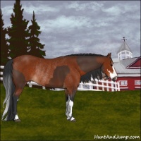 Horse Color:Bay Sabino Rabicano  and Brown Sabino Rabicano 
