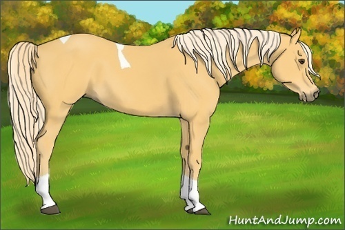 Horse Color:Palomino Tobiano 