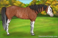 Horse Color:Bay Sabino Rabicano  and Bay Sabino Splash Rabicano 