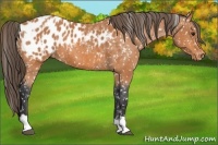 Horse Color:Bay Appaloosa  and Bay Appaloosa 