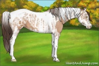 Horse Color:Amber Champagne Sabino Tobiano Appaloosa  and Amber Champagne Sabino Splash Tobiano Appaloosa 