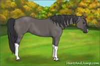 Horse Color:Grullo 