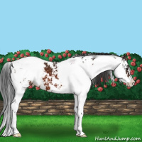 Horse Color:Bay Sabino Appaloosa 