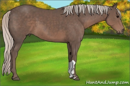 Horse Color:Silver Black 