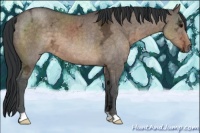 Horse Color:Brown Ice Dun 