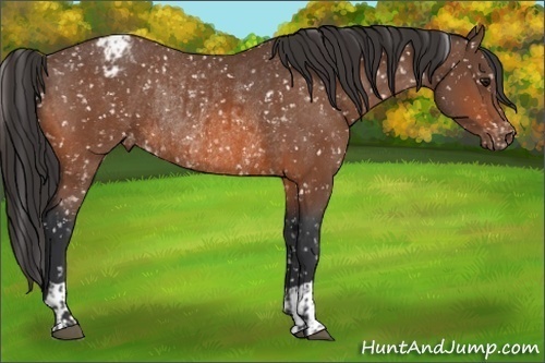 Horse Color:Bay Snowflake Varnish and Bay Snowflake Varnish Rabicano