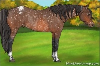 Horse Color:Bay Snowflake Varnish  and Bay Snowflake Varnish Rabicano 