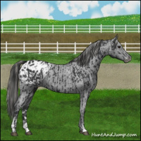 Horse Color:Black Appaloosa  and Black Appaloosa 