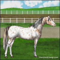 Horse Color:Bay Appaloosa  and Chestnut Appaloosa 