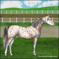 Horse Color:Bay Appaloosa  and Bay Appaloosa 