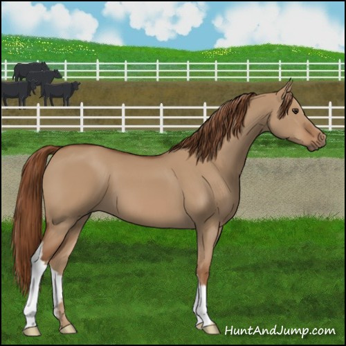 Horse Color:Red Dun 