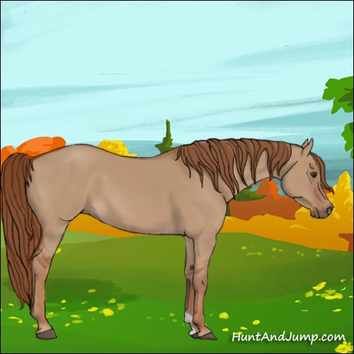 Horse Color:Red Dun 