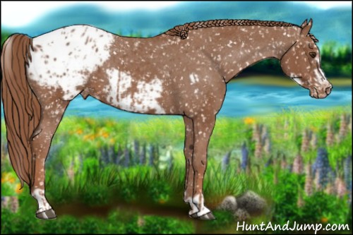 Horse Color:Chestnut Appaloosa  and Chestnut Frame Appaloosa 