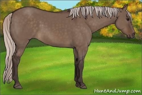 Horse Color:Silver Brown Dun 