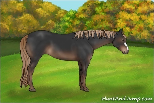 Horse Color:Liver Chestnut 